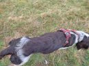 Chien de chasse perdu